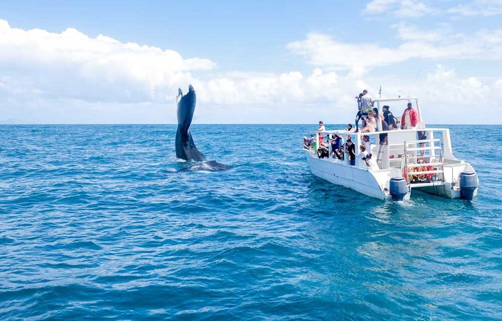 Samaná: Avistamiento de Ballenas, Cayo Levantado y Excursión